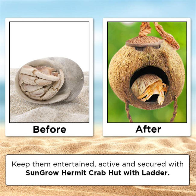 Hermit Crab Coco Hut with Ladder, 5” Diameter, 2.5” Opening, Cave Habitat with Hanging Loop